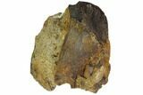 Partially Rooted Ceratopsid (Chasmosaurus) Tooth - Montana #113679-3